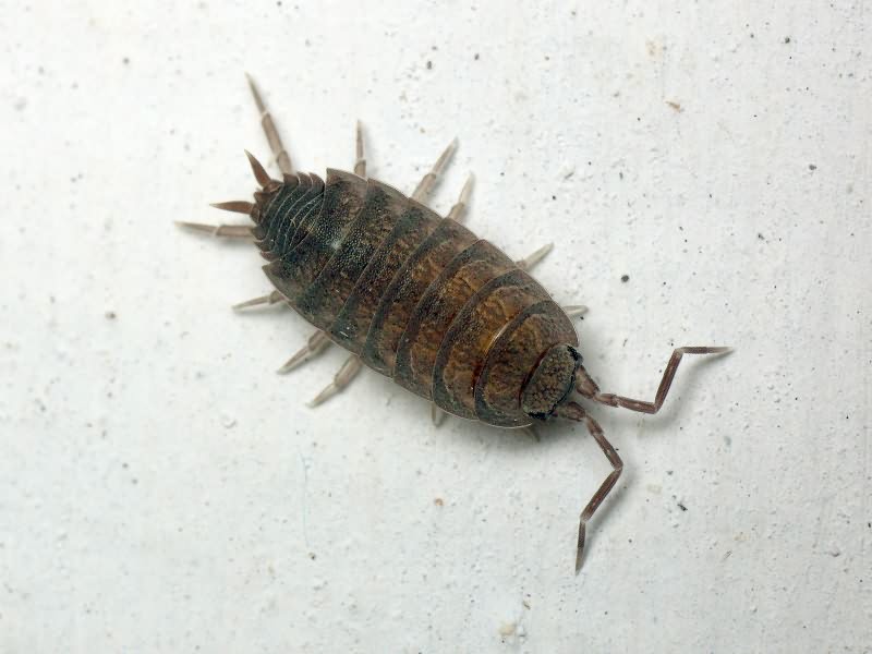 Porcellionides